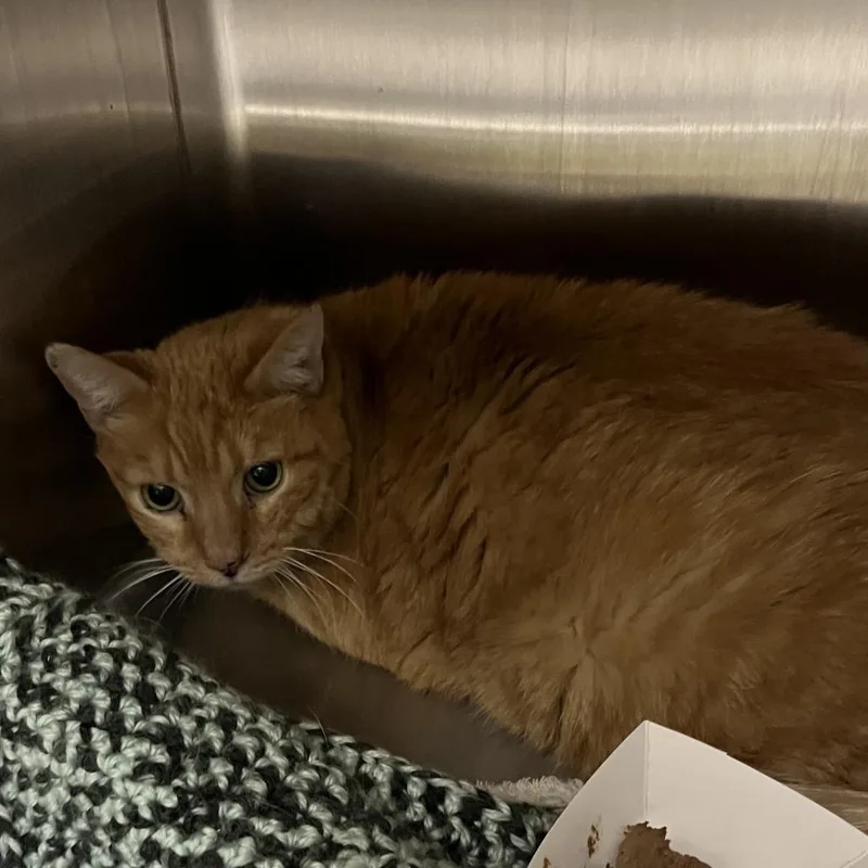A senior medium-sized male Orange / Red Domestic Short Hair cat named Orangie for adoption in Oak Park, IL