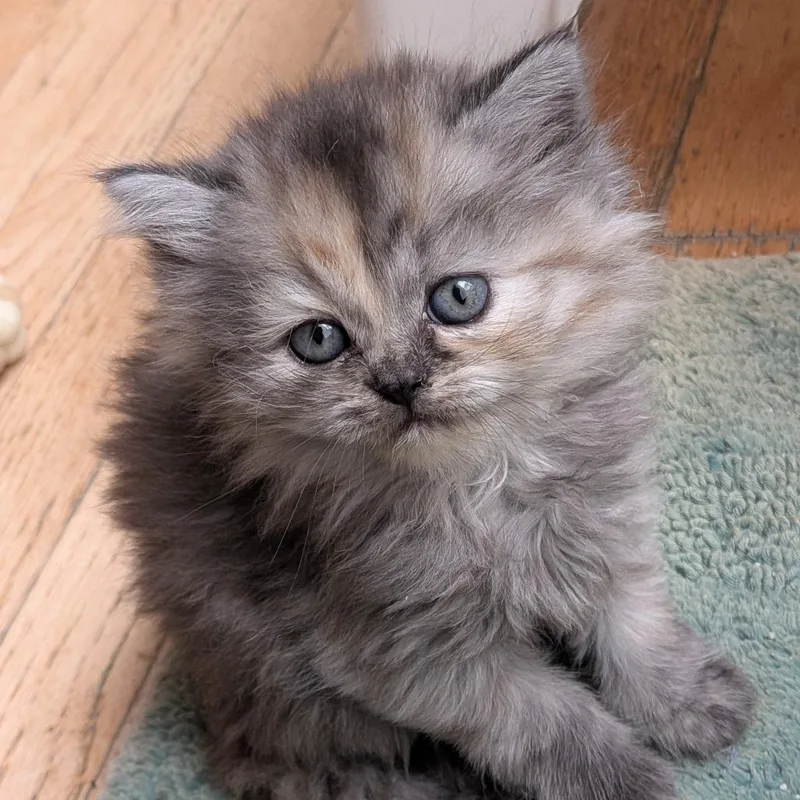 Vidalia Onion thumbnail 2