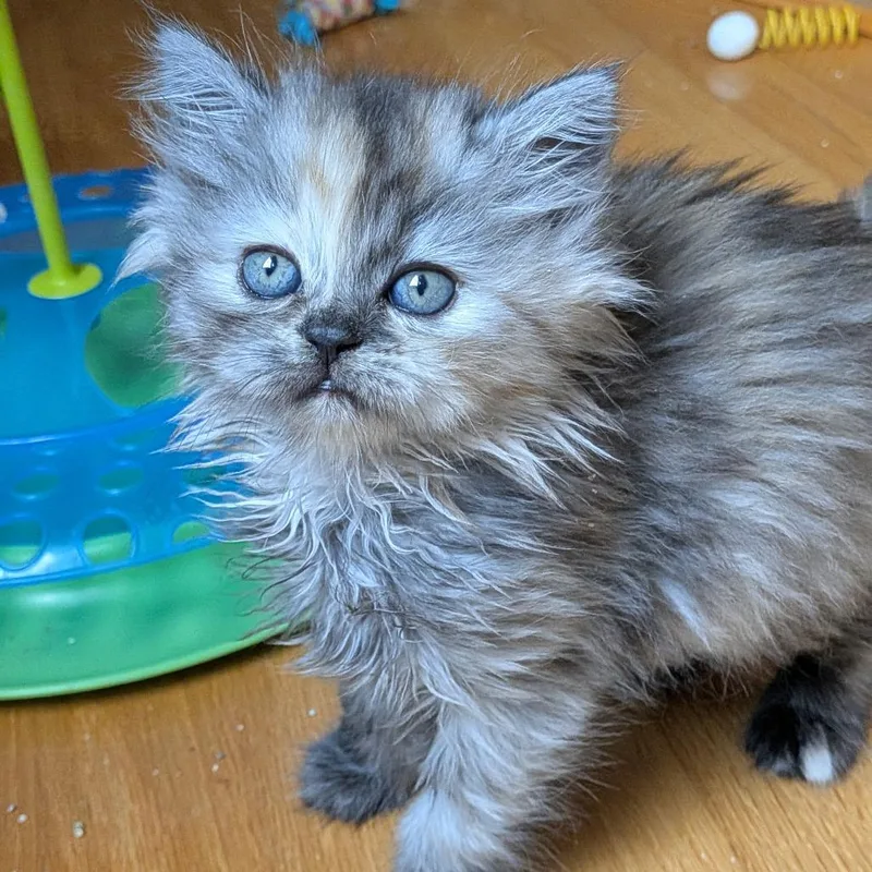 Vidalia Onion thumbnail 3