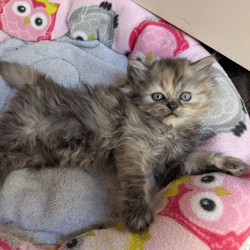 Vidalia Onion thumbnail 4