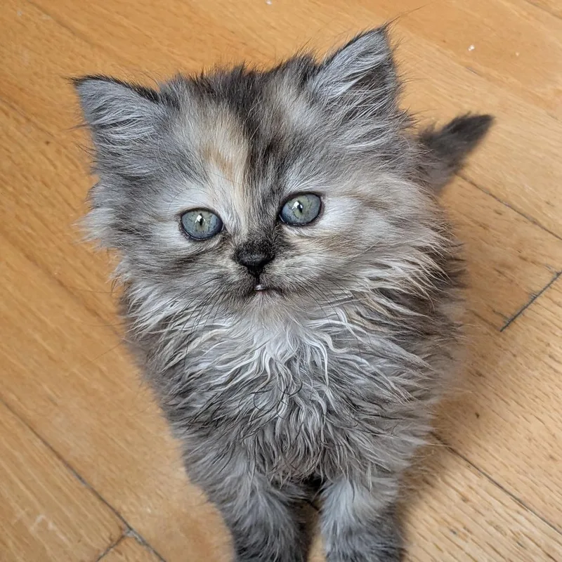 Vidalia Onion thumbnail 5