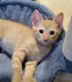 A baby small-sized male Domestic Short Hair cat named Tiger CM for adoption in Greenville, SC