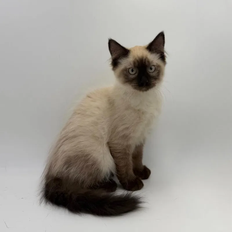 A baby medium-sized male Domestic Long Hair cat named Big Wheel for adoption in State College, PA