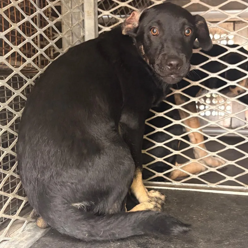 A baby small-sized female Black Shepherd dog named Pookie for adoption in Edinburg, TX