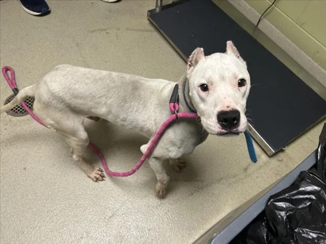 A young medium-sized male Pit Bull Terrier dog named Clancy for adoption in Chapel Hill, NC