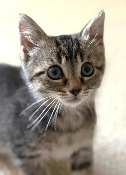 A young small-sized female Domestic Short Hair cat named Billie Jean for adoption in Quakertown, PA