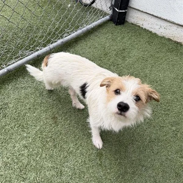 A young small-sized male Terrier dog named Watson for adoption in Hawthorne, CA