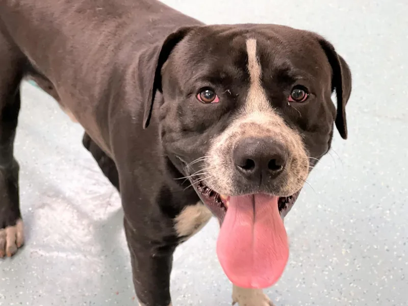 An adult medium-sized male American Staffordshire Terrier dog named Bronx for adoption in Fort Lauderdale, FL