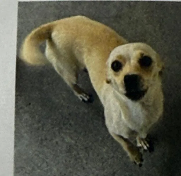 A baby small-sized female Mixed Breed dog named Donna for adoption in Thousand Oaks, CA