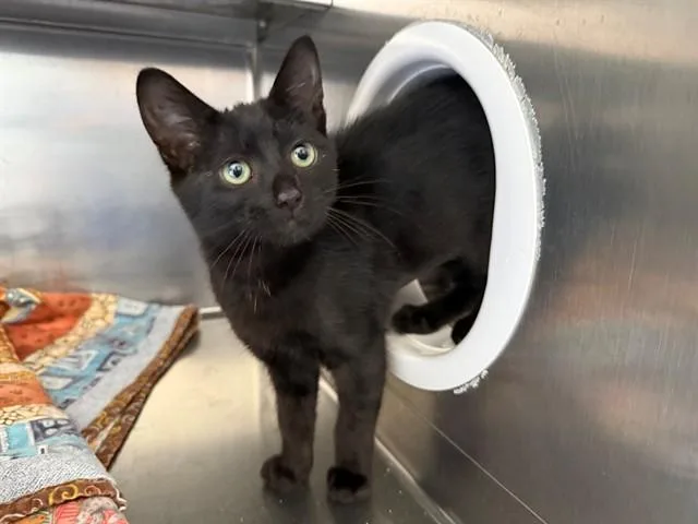A baby small-sized female Domestic Short Hair cat named Carnation for adoption in Antioch, CA