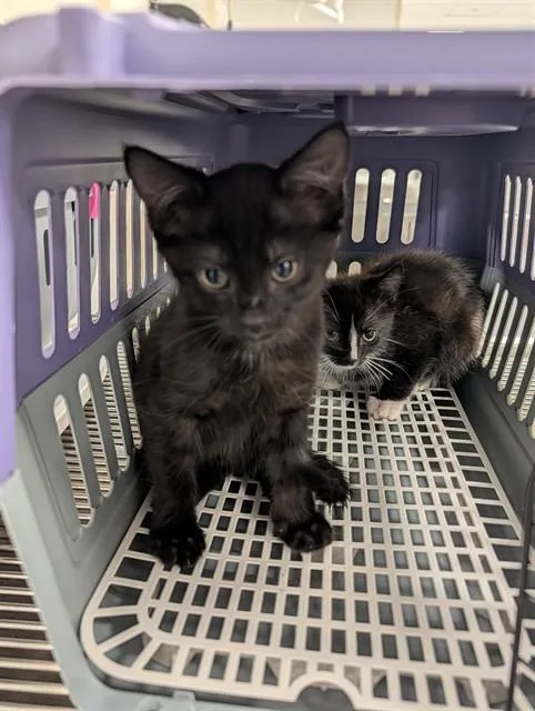 A baby small-sized male Domestic Short Hair cat named Theodore for adoption in Ocala, FL