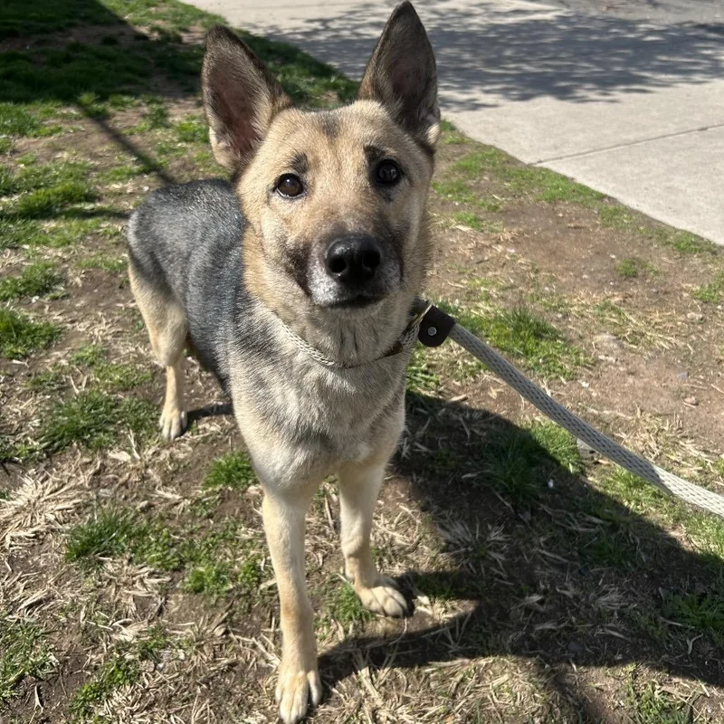 A young medium-sized female Black German Shepherd Dog dog named Maribel for adoption in Weimar, CA