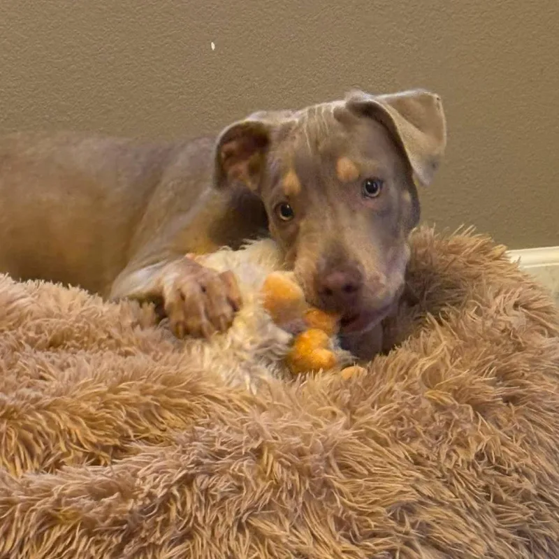 A baby medium-sized male Brown / Chocolate Labrador Retriever dog named Parker for adoption in Alma, WI