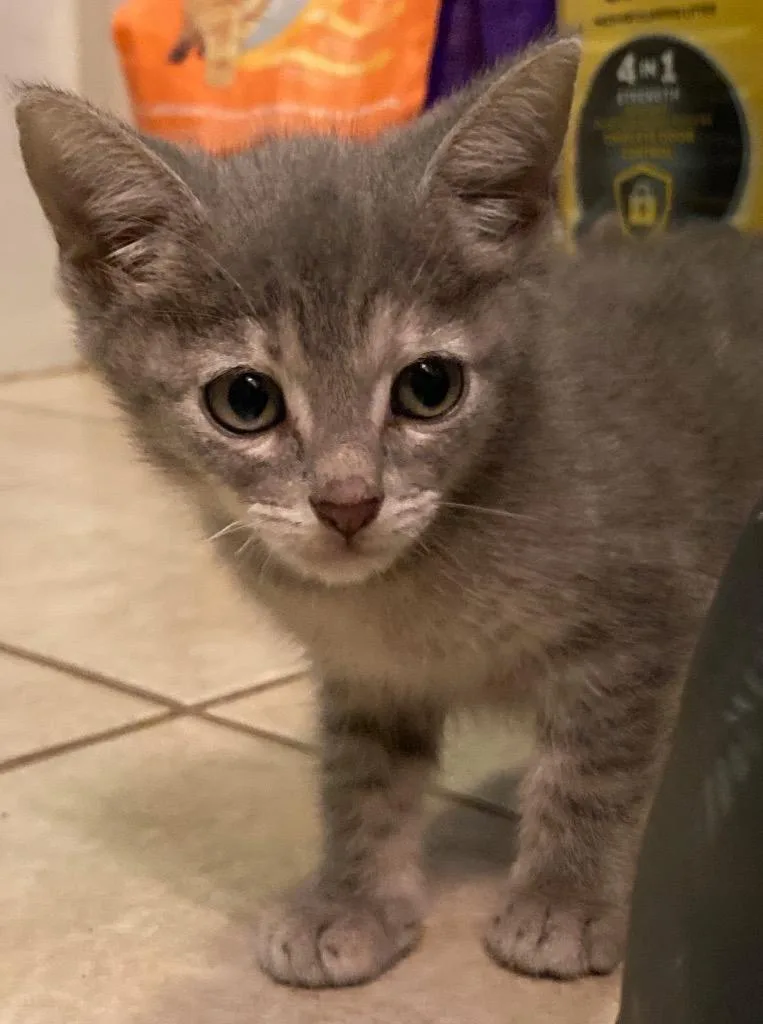 A baby medium-sized female Domestic Short Hair cat named Pansy Parkinson for adoption in San Antonio, TX