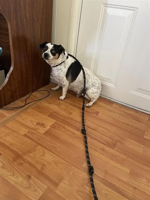 Bolt