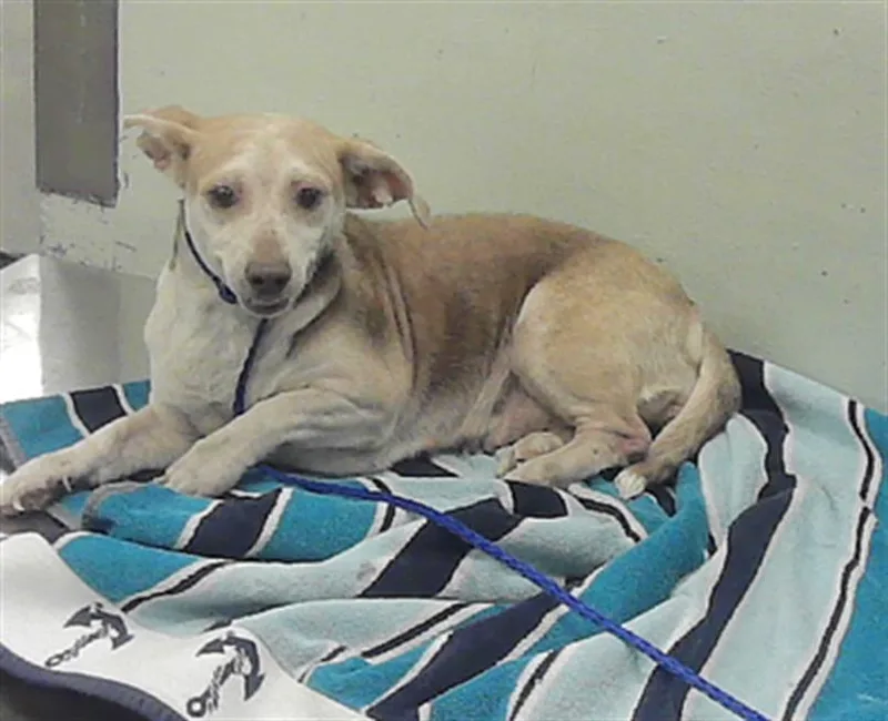 An adult medium-sized female Chihuahua dog named Jenny for adoption in Houston, TX