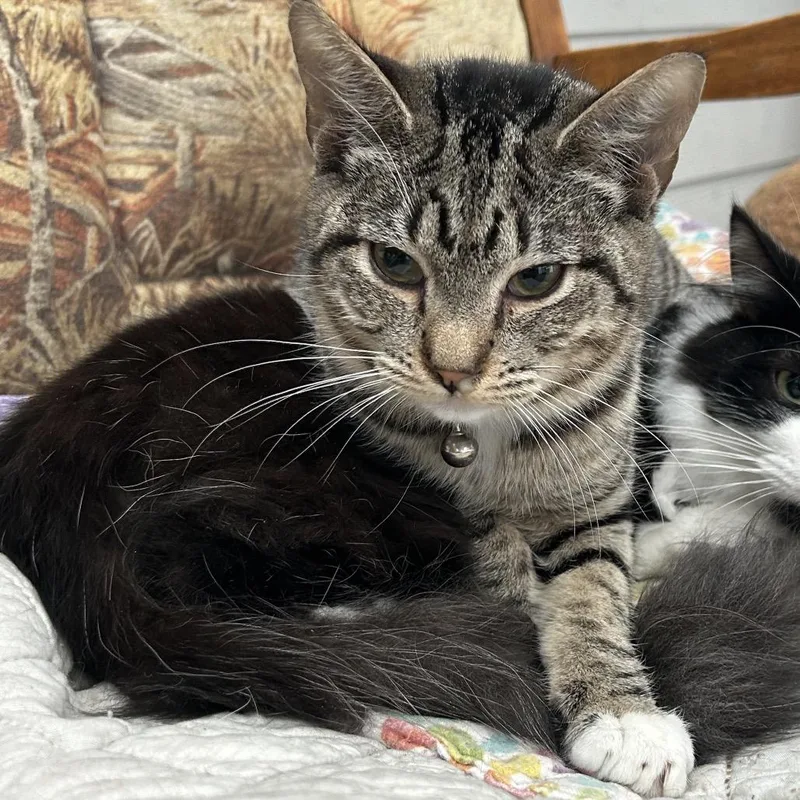 Sunflower thumbnail 2