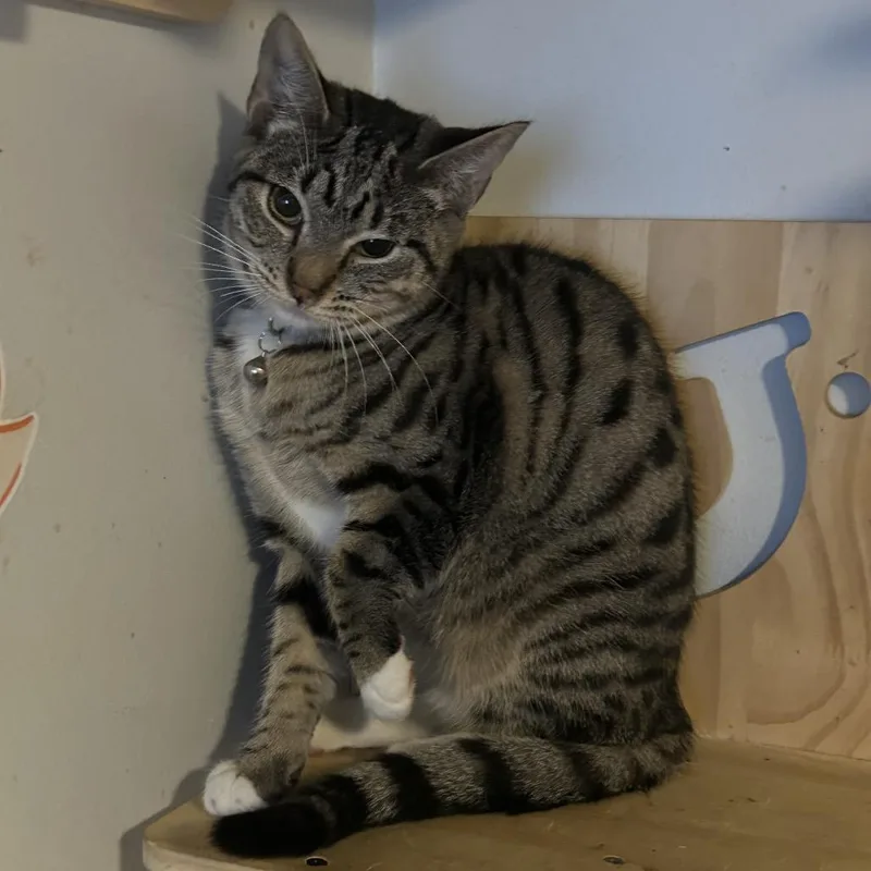 Sunflower thumbnail 3