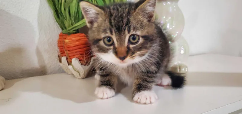 A young medium-sized male Domestic Short Hair cat named Aj for adoption in Riverside, CA