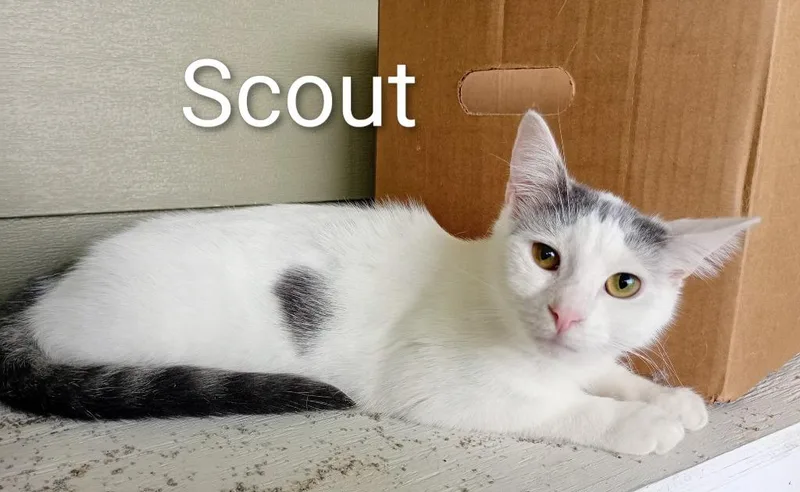 A baby medium-sized male Domestic Short Hair cat named Scout for adoption in Saint James, MN