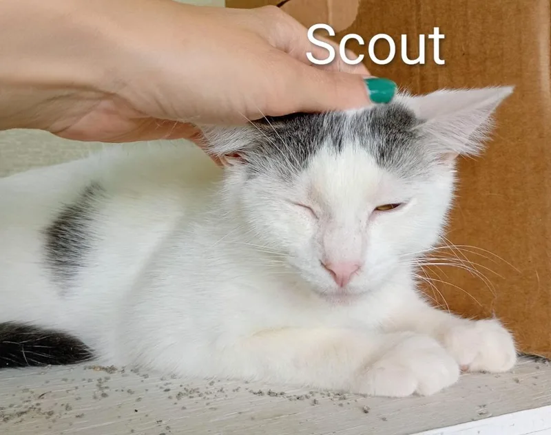 Scout thumbnail 2