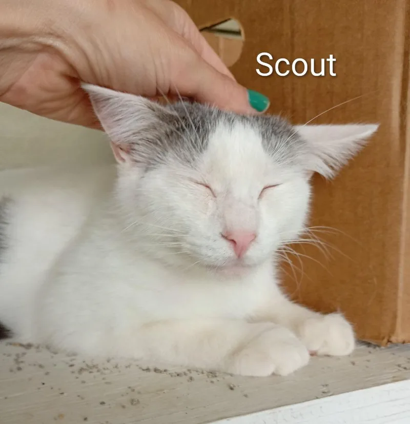 Scout thumbnail 3