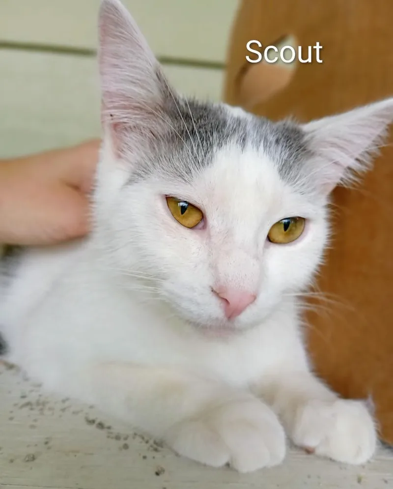 Scout thumbnail 4