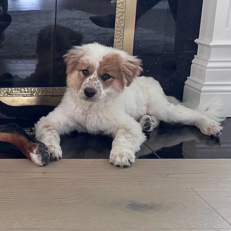 A baby large-sized male White / Cream Great Pyrenees dog named Reggie for adoption in Joliet, IL