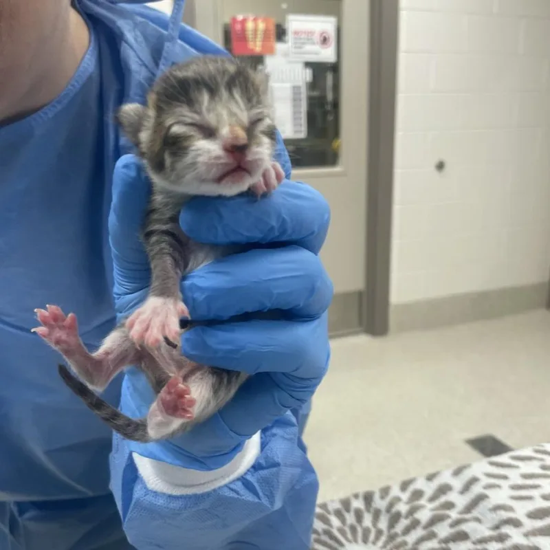 A baby small-sized male Gray / Blue / Silver Domestic Short Hair cat named Toad for adoption in South Haven, MI