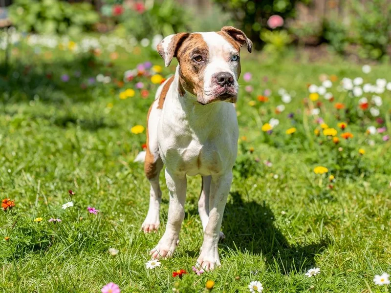 A young large-sized male Pit Bull Terrier dog named George for adoption in Sebastian, FL