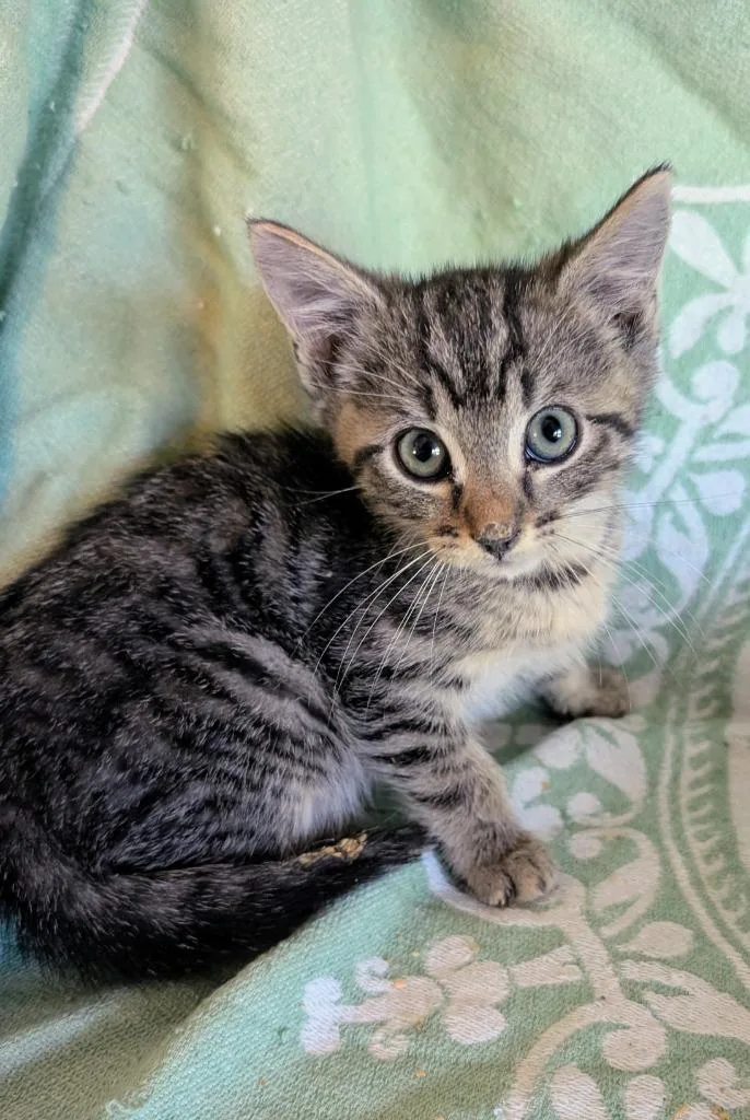 A baby medium-sized male Domestic Short Hair cat named Taffy for adoption in Evans, GA