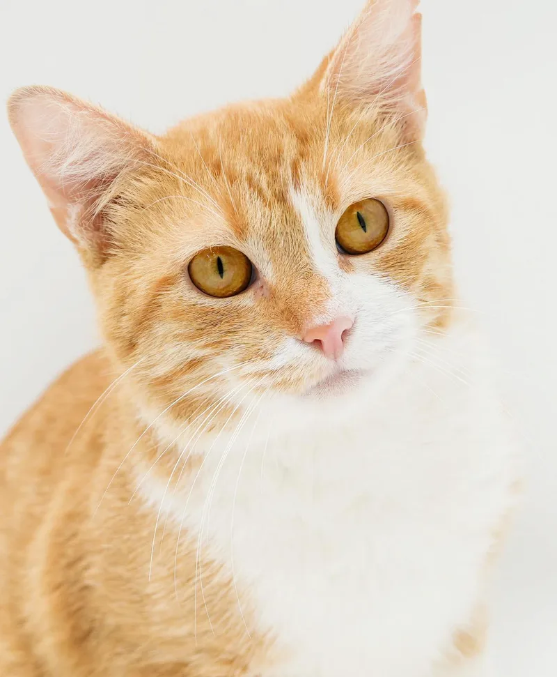 Murphy is the ultimate thumbnail 4
