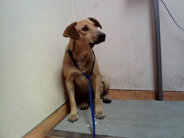 An adult medium-sized male Labrador Retriever dog named Jazzercise for adoption in Martinez, CA
