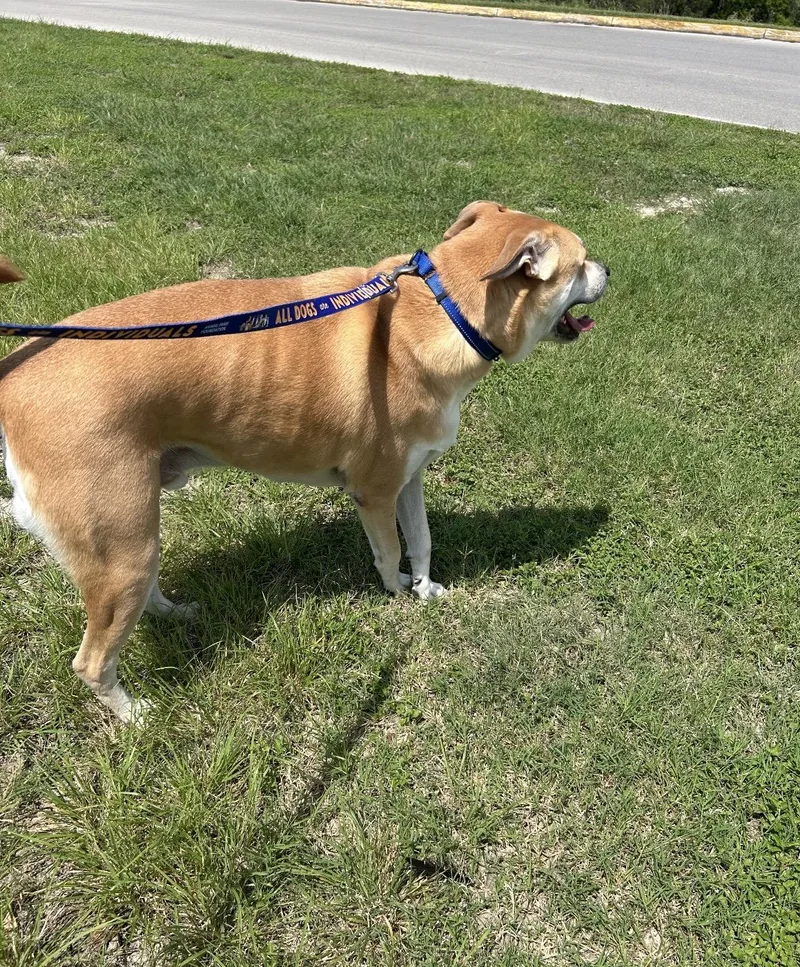 An adult extra large-sized male Yellow / Tan / Blond / Fawn Labrador Retriever dog named Milo for adoption in Rock Hill, SC