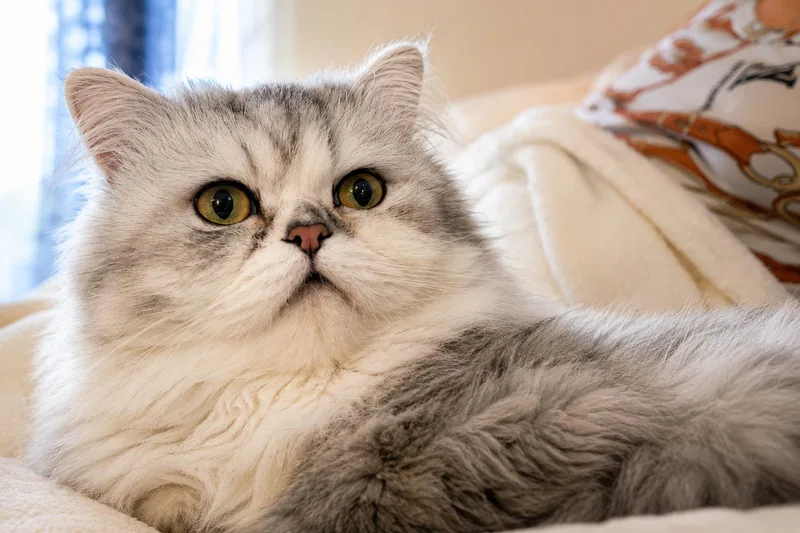 An adult large-sized male Chinchilla cat named Georgie for adoption in Rio Linda, CA