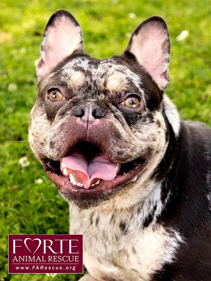 A young small-sized female Merle (Blue) French Bulldog dog named Corazon for adoption in Marina Del Rey, CA