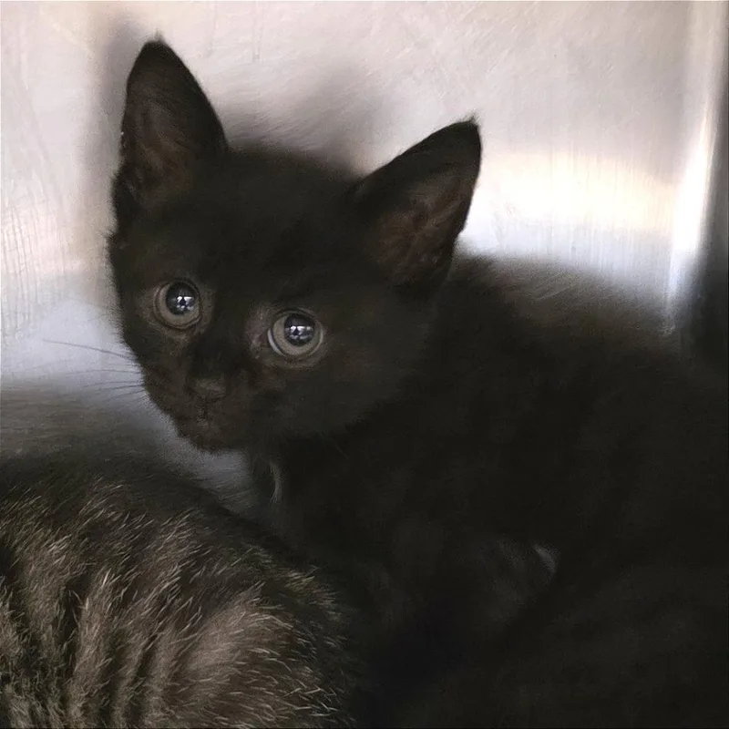 A baby small-sized female Black Domestic Short Hair cat named Baby Toadstool for adoption in Gloucester, VA