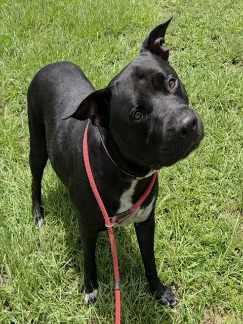 An adult large-sized female American Staffordshire Terrier dog named Amor for adoption in Fort Lauderdale, FL