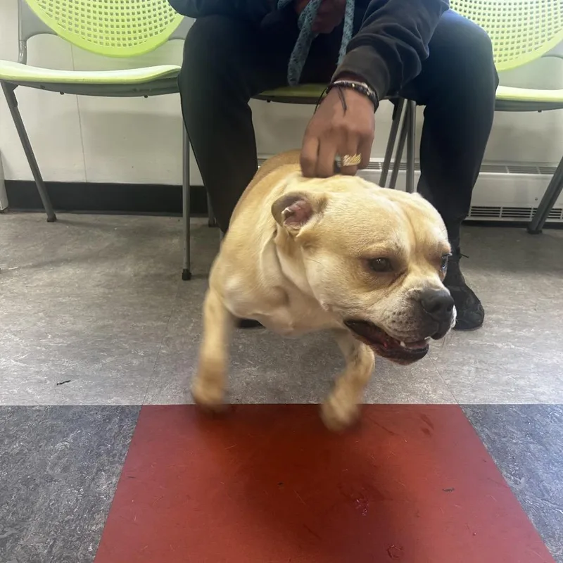 A young medium-sized male Yellow / Tan / Blond / Fawn Mixed Breed dog named Benji Boy for adoption in Philadelphia, PA