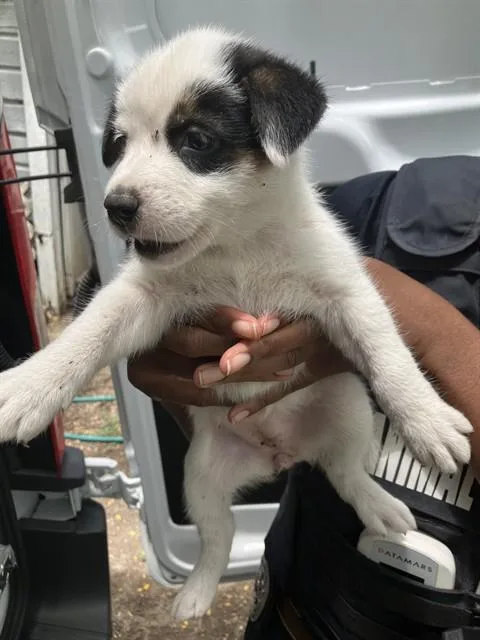 A baby small-sized female Mixed Breed dog named Water for adoption in Dallas, TX
