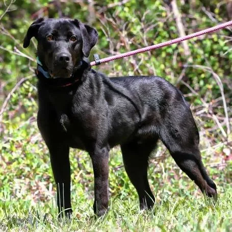 A young large-sized male Black Black Labrador Retriever dog named Oracle for adoption in Charlottesville, VA