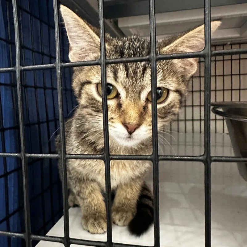 A baby small-sized female Domestic Short Hair cat named Dahlia for adoption in Monticello, IL