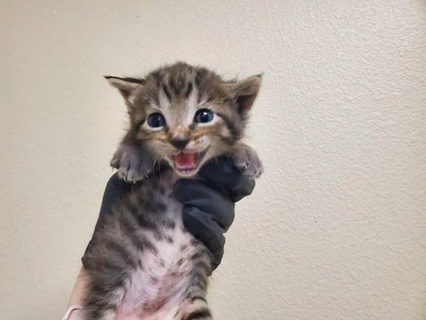 A baby small-sized female Domestic Short Hair cat named Button for adoption in Oceanside, CA