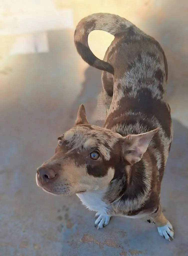 A young medium-sized female Catahoula Leopard Dog dog named Alexus for adoption in North Syracuse, NY