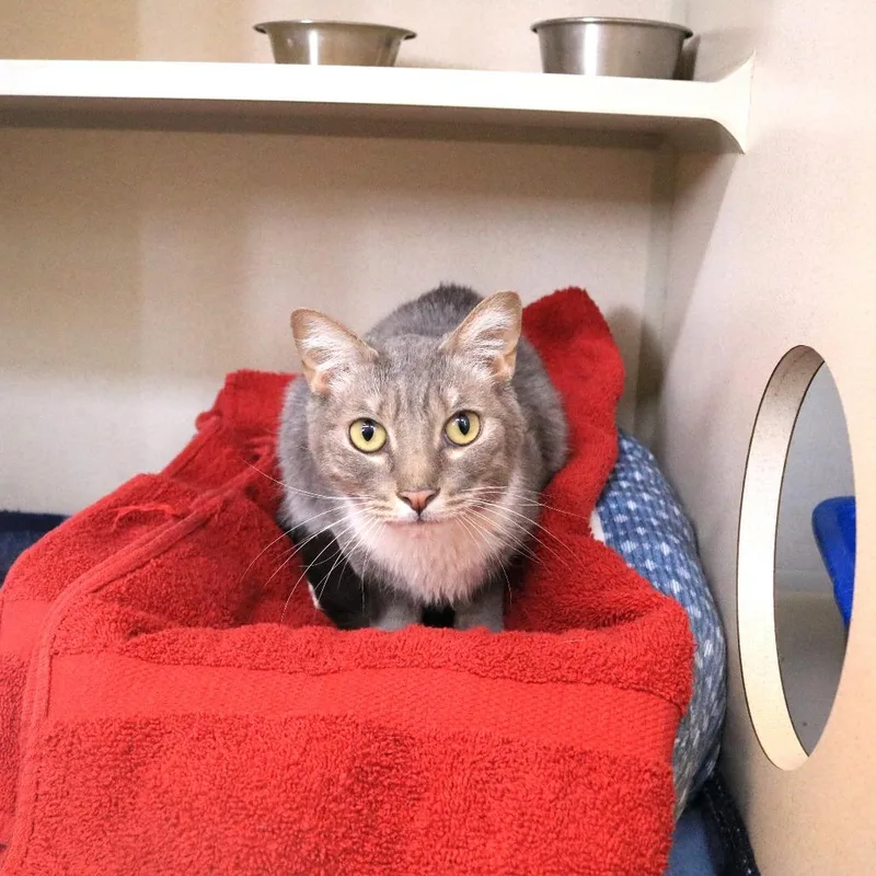 An adult medium-sized female Gray / Blue / Silver Domestic Short Hair cat named Mayzie for adoption in Rifle, CO