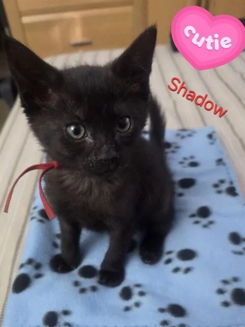 A baby small-sized female Domestic Medium Hair cat named Shadow for adoption in Miami, FL