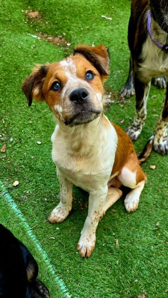 A baby medium-sized male Australian Cattle Dog / Blue Heeler named Data for adoption in Shawnee, OK