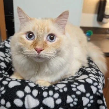 An adult large-sized male Flame Point Siamese cat named Ernie for adoption in Rochester, MN