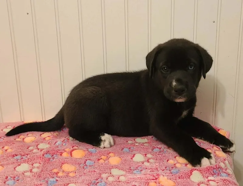 A baby large-sized female Tricolor (Brown, Black, & White) Great Dane dog named Ruby for adoption in Canyon Country, CA