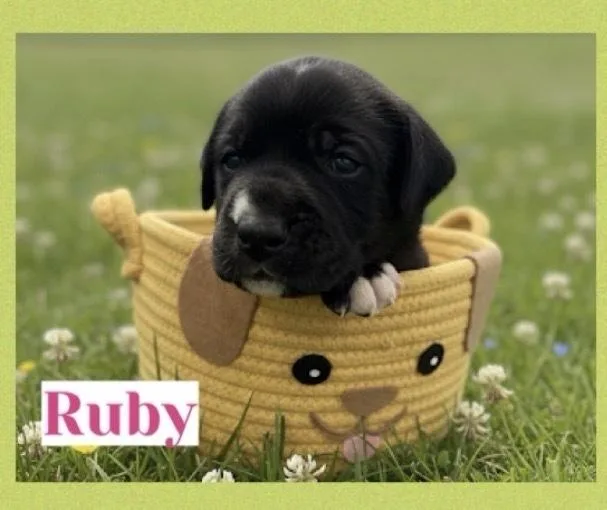 Ruby thumbnail 2